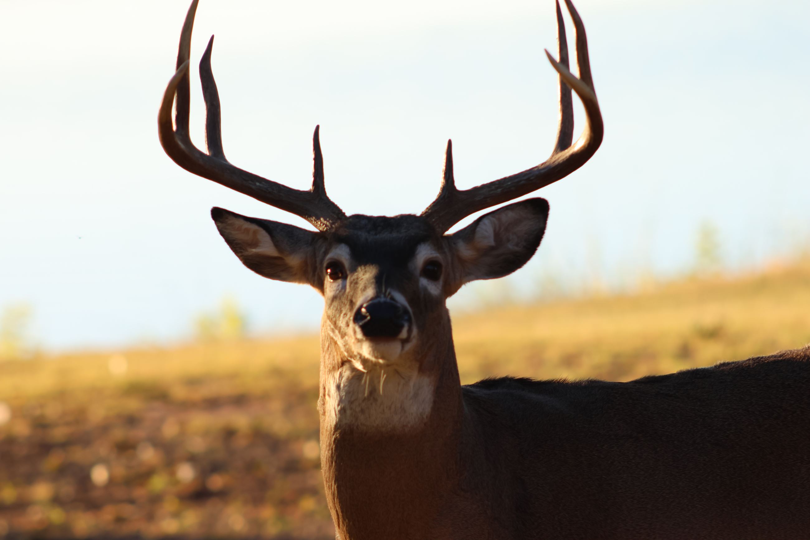 Deer at Lake Humphreys